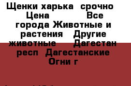 Щенки харька! срочно. › Цена ­ 5 000 - Все города Животные и растения » Другие животные   . Дагестан респ.,Дагестанские Огни г.